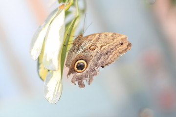 motyl © nadchmurami