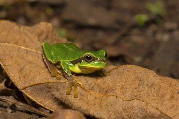 Jerdon's tree frog, Hyla annectans, Kivikhu