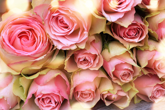 Beautiful pink roses for mothers day