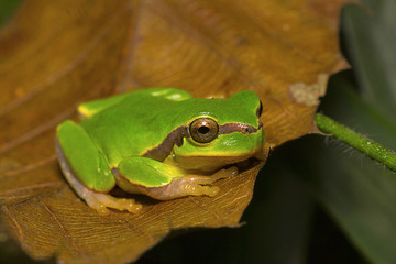 Jerdon's tree frog, Hyla annectans, Kivikhu