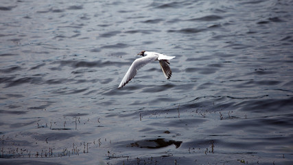 seagull has caught a fish and flies with it