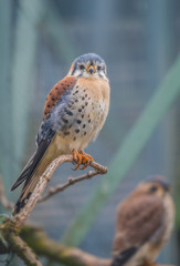 American kestrel (Falco sparverius), also known as sparrow hawk, is smallest falcon in the Americas