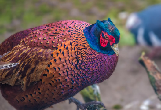 Common pheasant,  also known as Ring-necked pheasant, a bird originally native to Asia but widely introduced worldwide as a game bird. one of the most widespread and ancient hunted birds