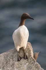 Guillemot (Uria aalge) on a rock, Isle of May, Scotland