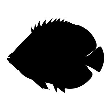 Isolated "Ornate Butterflyfish"(or Chaetodon Ornatissimus) black silhouette - Eps10 vector graphics and illustration