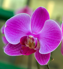 Orchid flower in tropical garden, spring day Floral postcard