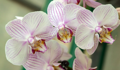 Naklejka na ściany i meble orchid flower white