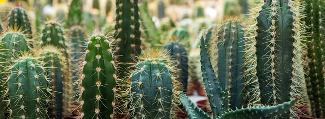 Deurstickers Cactus cactustuin woestijn in de lente.