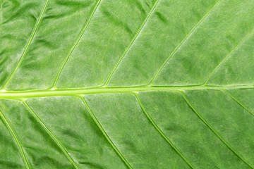 Fototapeta na wymiar Tropical jungle leaf leaves Nature spring concept background.