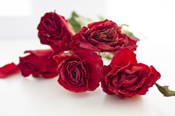 Obraz na płótnie Canvas red roses close-up on a white background