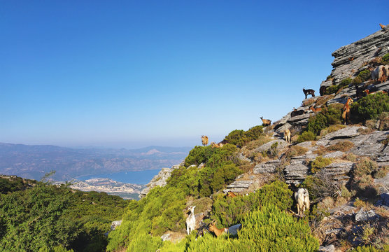 Chèvres sur les rochers de  Serra di Pigno en haute Corse