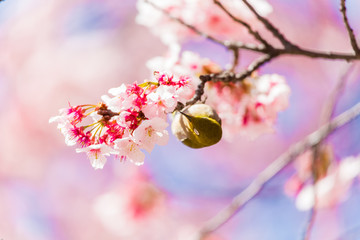 The Japanese White-eye.The background is cherry blossoms(Japanese name Kanzakura). Located in Tokyo Prefecture Japan.