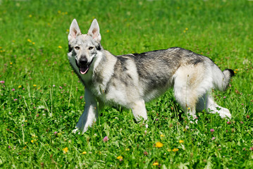 Tschechoslowakischer Wolfshund läuft durch eine Wiese