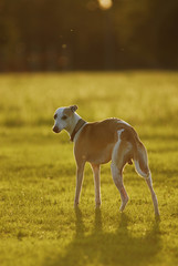 Stehender Windhund im Abendlicht