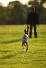 Hund rennt auf seinen Besitzer zu