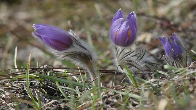 Pulsatilla halleri ssp.rhodopaea an endangered species in the nature of Bulgaria