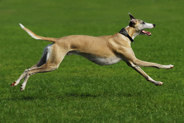 Rennender Windhund im Profil