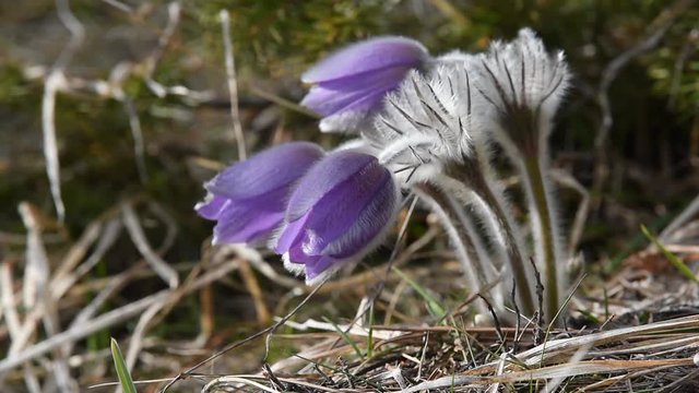 Pulsatilla halleri ssp.rhodopaea an endangered species in the nature of Bulgaria