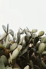 Wandcirkels tuinposter Grote natuurlijke cactusplant op dorpsheuvel © Iulia Pironea