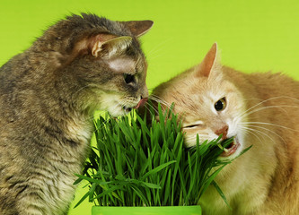 Zwei Katzen knabbern Katzengras