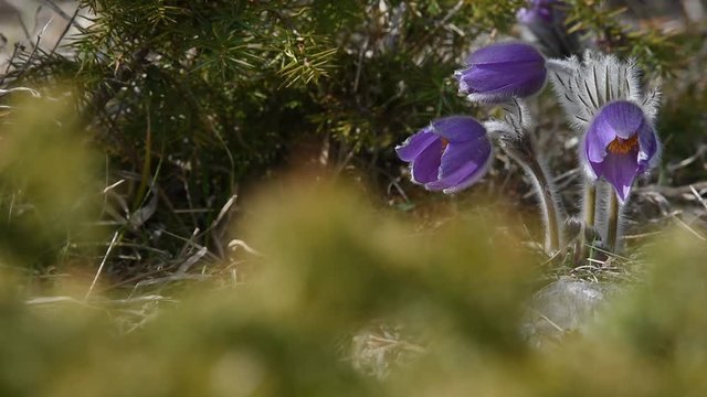 Pulsatilla halleri ssp.rhodopaea