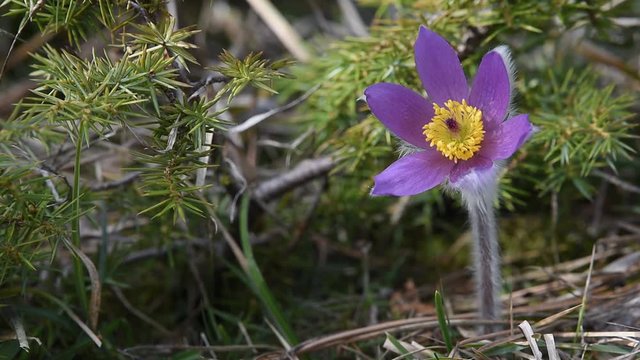 Pulsatilla halleri ssp.rhodopaea