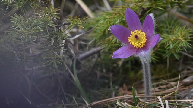 Pulsatilla halleri ssp.rhodopaea