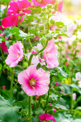 Thr pink morning glory flowers with leaves and green vines in the park of sunny day.