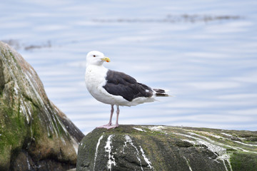 Mantelmöwe ( Larus marinus )