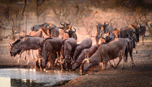 Gnu-Wanderung Serengeti