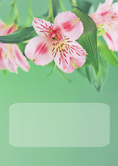 Alstroemeria on light background with space for text

