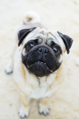 Obraz premium Pug