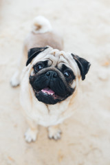 Obraz premium Pug