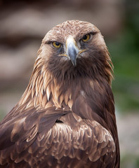 Águila real mirando a cámara