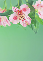 Fototapeta premium Alstroemeria on light background