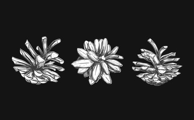 Pine cone . Vector hand drawn illustration. Isolated objects. Christmas cones set in sketch style