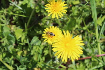 Пчелка трудяга