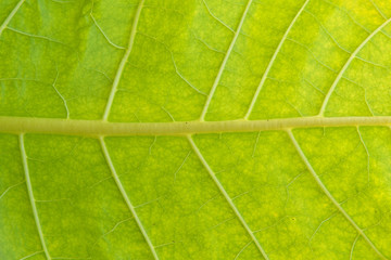 tobacco field in sunset background