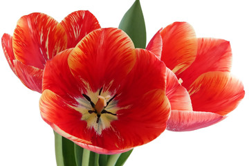 Fototapeta premium Tulips on the white background