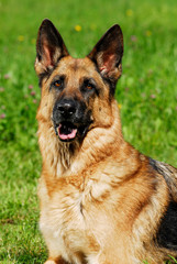 Deutscher Schäferhund in einer Wiese sitzend