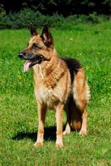 Deutscher Schäferhund steht in einer Wiese