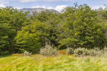 Fototapeta na wymiar Forest and mountain, Tierra del Fuego National Park