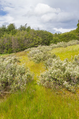 Forest and mountain, Tierra del Fuego National Park