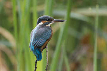 Alcedo atthis