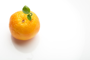 Ripe sprouting tangerine fruit on white background with copy space. Top view of young shoot with green leaves.
