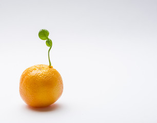 Young green sprout of tangerine tree growing from ripe mandarin on white background with copy space.