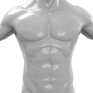 Male Muscle - 3D