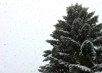 dicke Schneeflocken