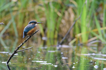 Alcedo atthis
