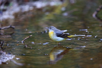 Grey wagtail (Motacilla cinerea) in Japan